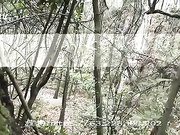 树林系列
